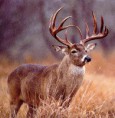 /album/fotogalerie/free-deer-hunting-tips-big-buck1-1-jpg/